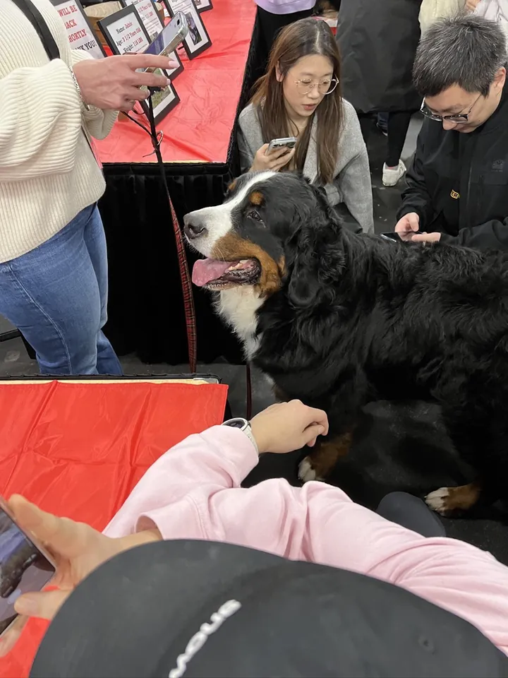 A Bernese mountain dog holding court in a crowd of admirers