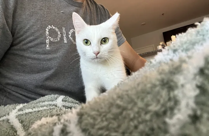 Momo, a white cat with green eyes, peering over a blanket