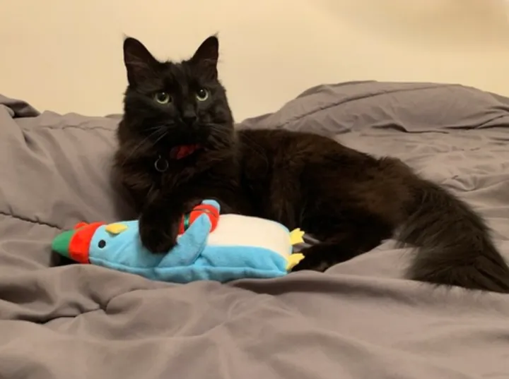 Teddy, a long-haired black cat, lying on a bed with a paw over a plush toy